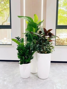 惊！宁波北仑花木租摆价格竟然是这样