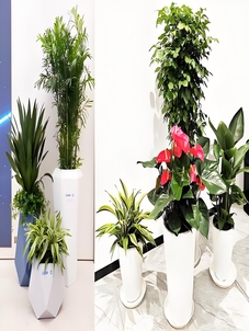 前湾植物租赁价格全解析，别错过！